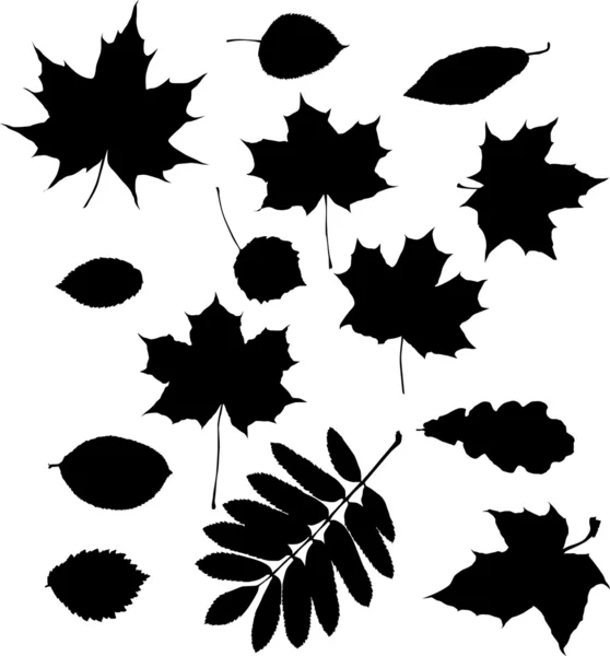 Fourteen leaves silhouettes — Stock Vector