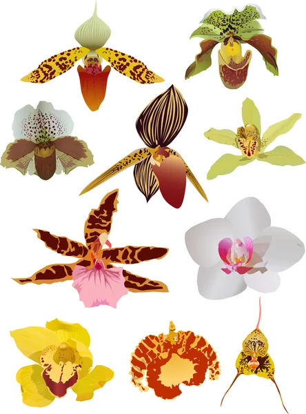 Kymmenen erillisen orkidean sarja — vektorikuva