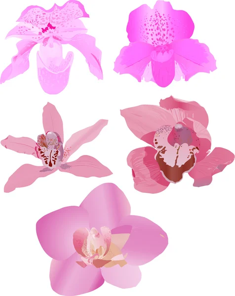 Five pink orchids — Stock Vector
