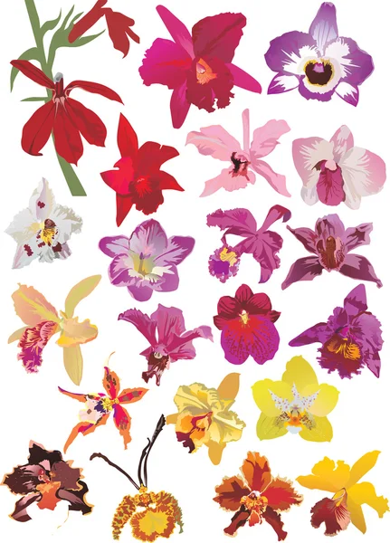 Conjunto de orquídeas rosa e amarela — Vetor de Stock