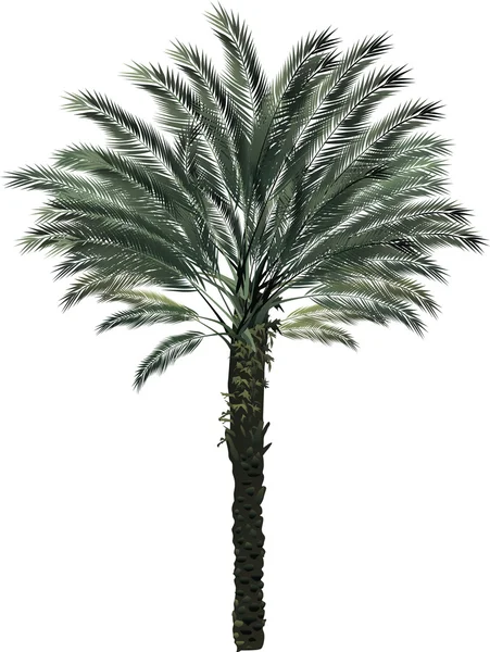 Palmeira única isolada em branco — Vetor de Stock