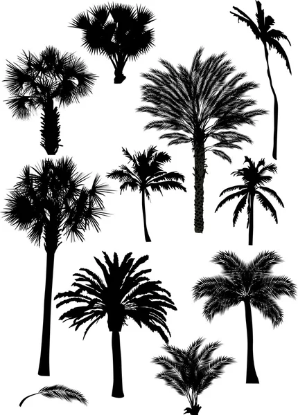 Collection of palm silhouettes — Stock Vector