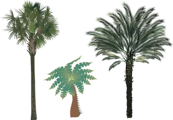 Три зеленых пальмы — стоковый вектор