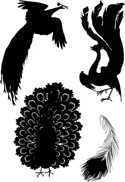 孔雀と羽のシルエット — ストックベクタ