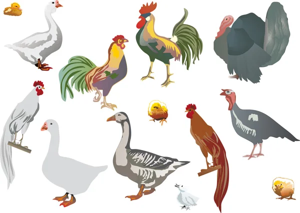 Conjunto de aves de granja de color aisladas — Vector de stock