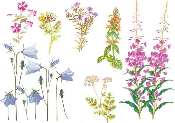 Collection de fleurs sauvages d'été — Image vectorielle