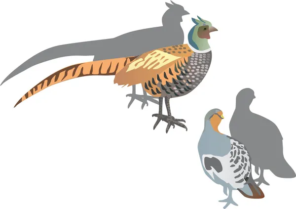 Куропатка и фазаны — стоковый вектор