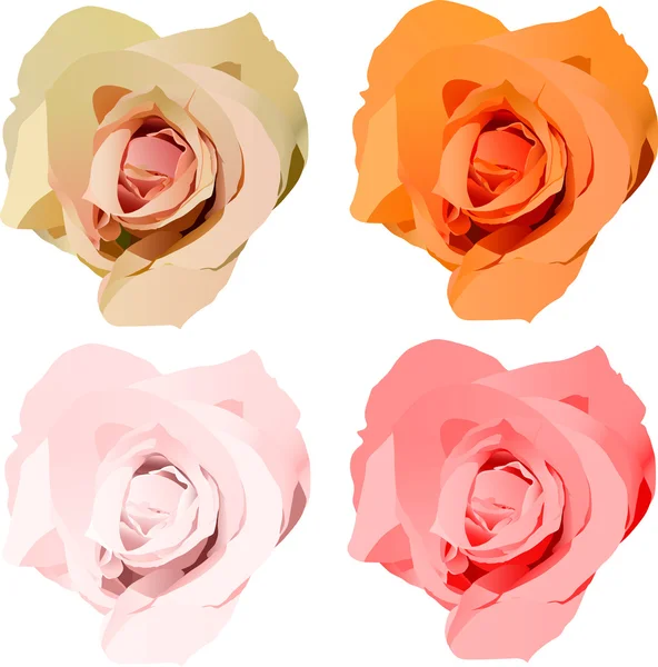 Quattro fiori di rose di colore su bianco — Vettoriale Stock