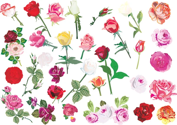 Large collection of rose flowers — Stock Vector