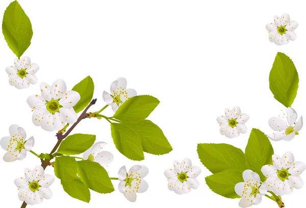 Half frame with isolated cherry flowers — Stok Vektör