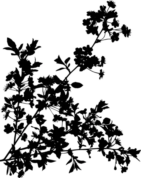 Ramas de cerezo negro con flores — Vector de stock