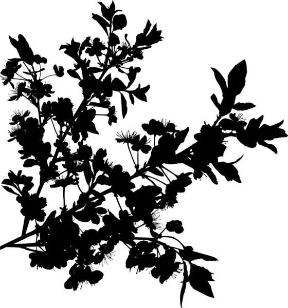 Branches de sakura noir sur blanc — Image vectorielle