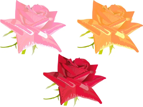 Three roses flowers isolated on white — Stock Vector