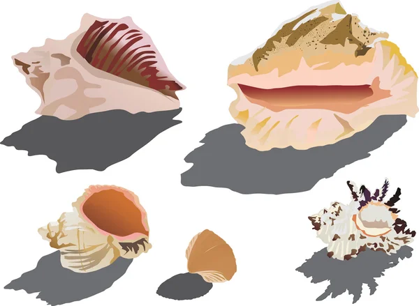 貝のコレクション — ストックベクタ