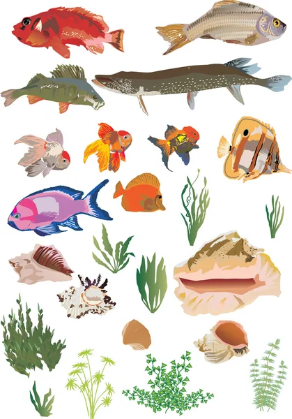 鱼和海藻在白纸上设置 — 图库矢量图片
