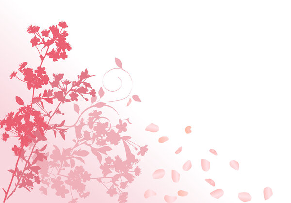 pink sakura with falling petals