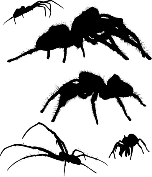 Set of five spider silhouettes — Stock Vector