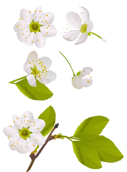 Beyaz kiraz ağacı çiçek seti — Stok Vektör