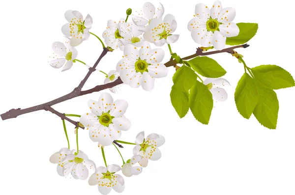 Tak met witte kersenboom bloemen — Stockvector
