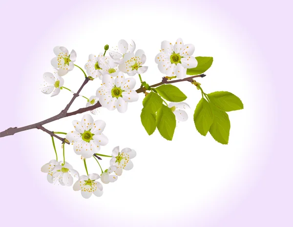 Color sakura flower branch — Stock Vector