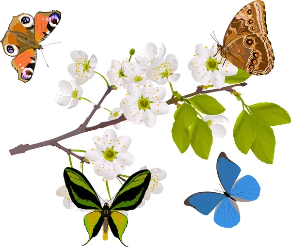 Cherry tree branch with four big butterflies — Stock Vector