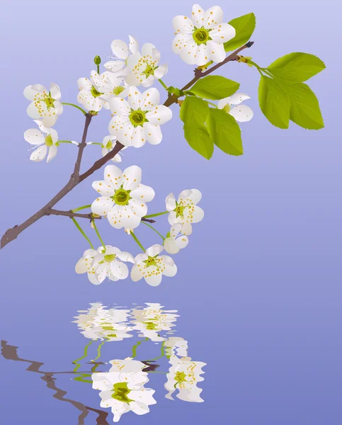 Flores de cerezo con reflexión sobre el azul — Vector de stock