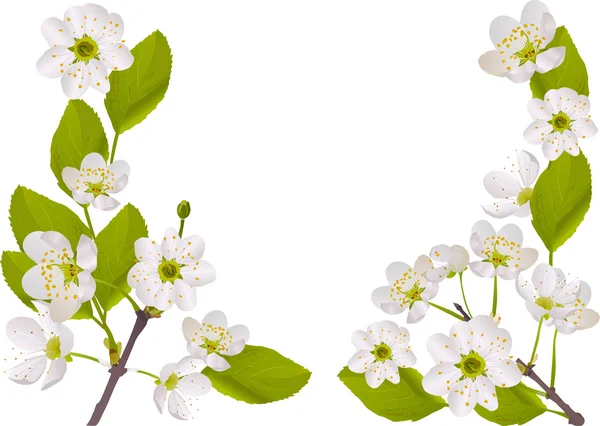 Poloviční rám s bílými Třešňové květy — Stockový vektor