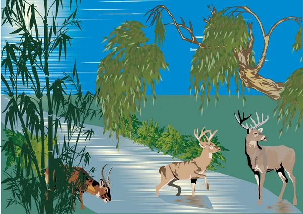 Ciervos cerca del río en el bosque — Archivo Imágenes Vectoriales