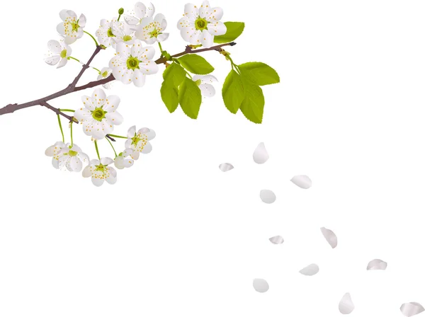 Flores de cerejeira e pétalas em queda — Vetor de Stock