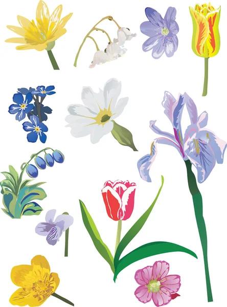 Spring wild flowers on white — Stock Vector