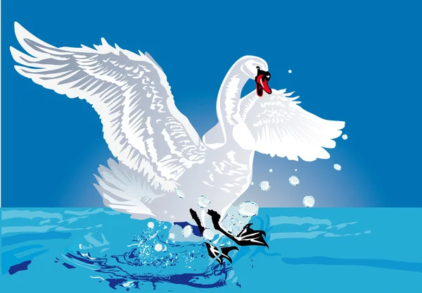 White swan in blue water — Stock Vector