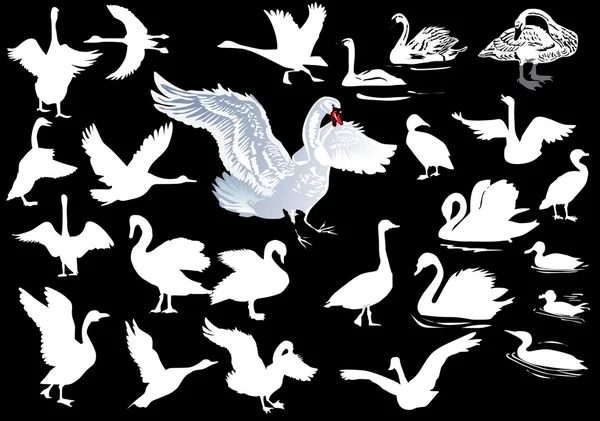White swan collection on black — Stock Vector