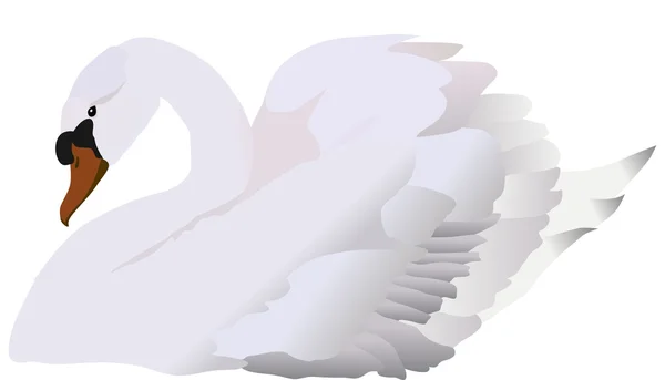 Cisne branco isolado — Vetor de Stock