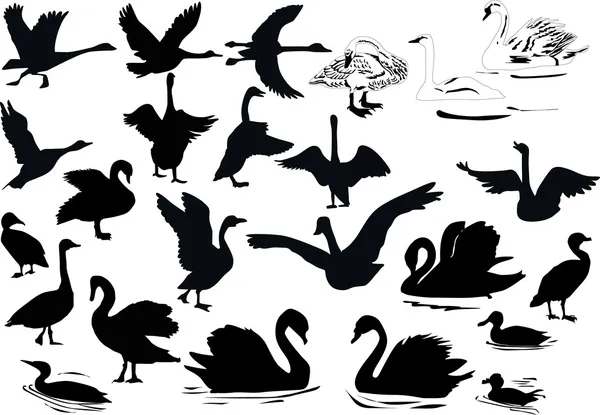 Nuoto uccelli silhouette — Vettoriale Stock
