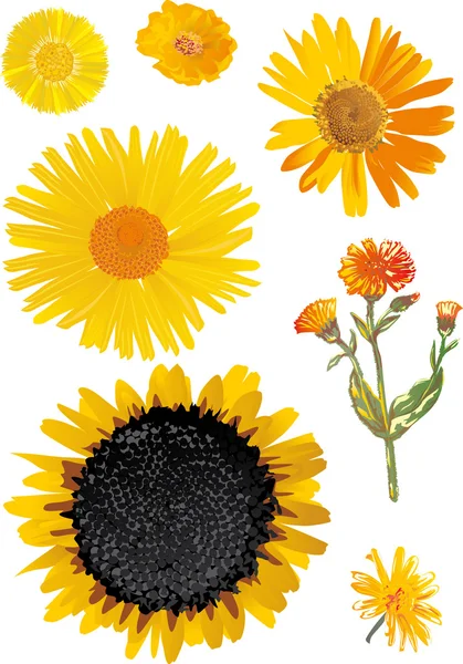 向日葵和其他黄色的花朵 — 图库矢量图片