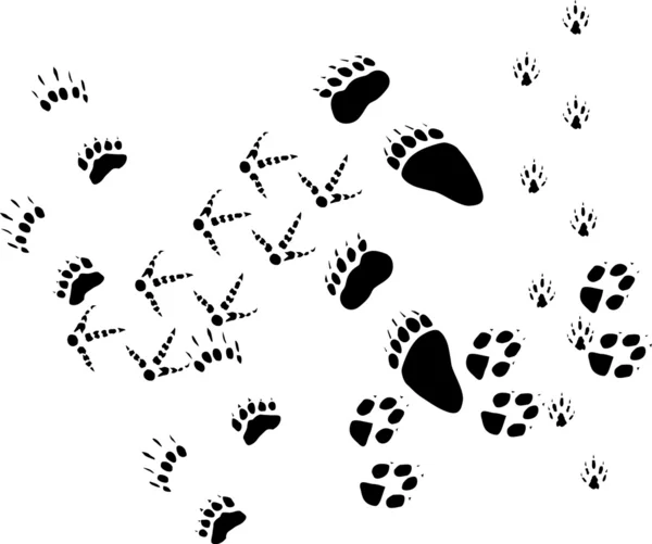 Animal tracks on white — Stock Vector
