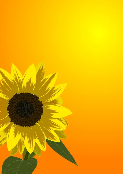 Tournesol jaune simple au coucher du soleil — Image vectorielle