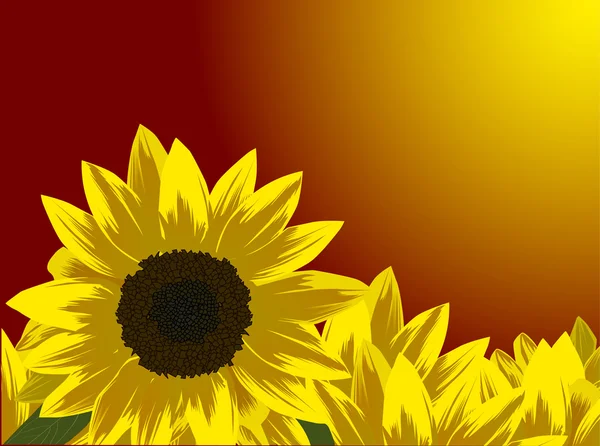 Gele zonnebloemen bij Rode zonsondergang — Stockvector