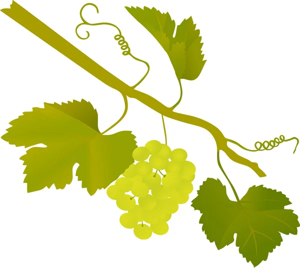 Illustrazione uva verde — Vettoriale Stock