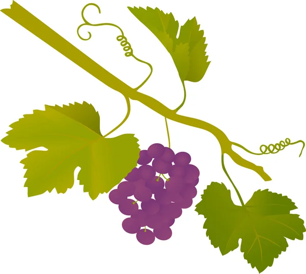 Ilustração de uva azul isolada — Vetor de Stock