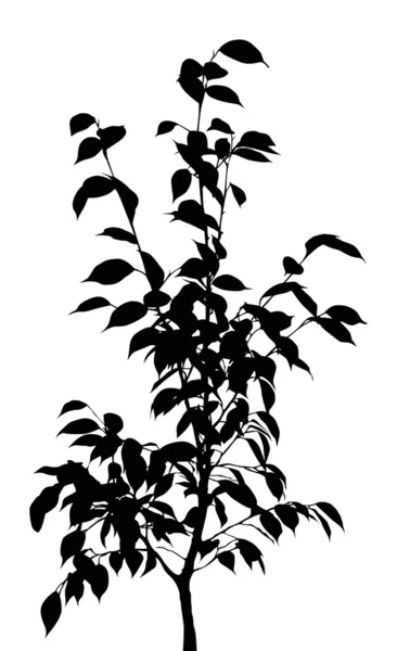 Small black tree on white — Stock Vector