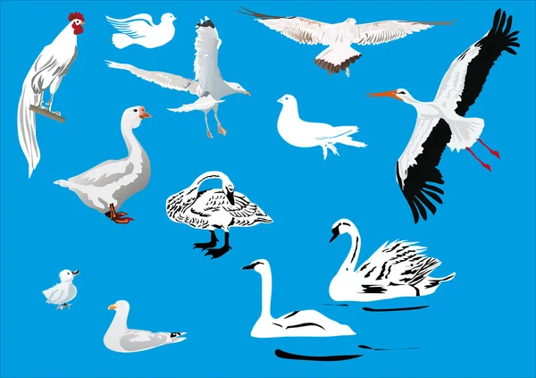 Kolekce bílých ptáků na modré — Stockový vektor