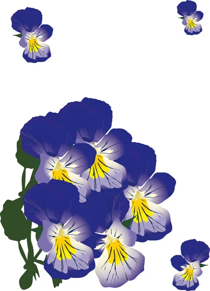 Illustration with blue violets — Stock Vector
