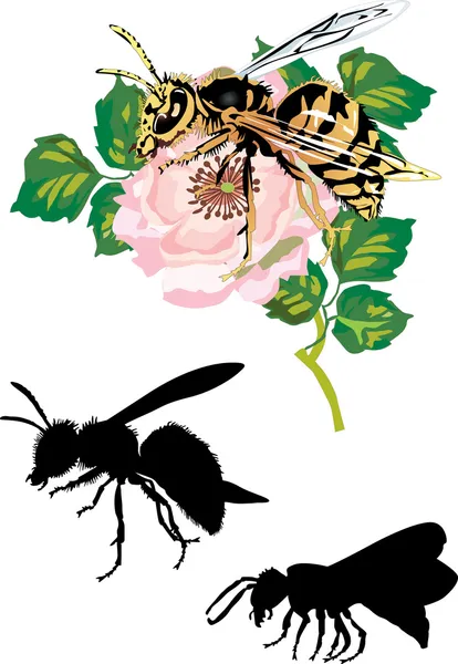 Arı ve pembe çiçek beyaz — Stok Vektör