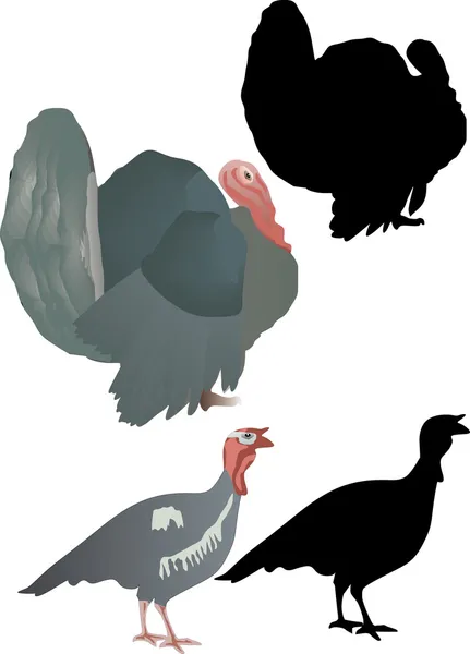 土耳其公鸡与阴影 — 图库矢量图片