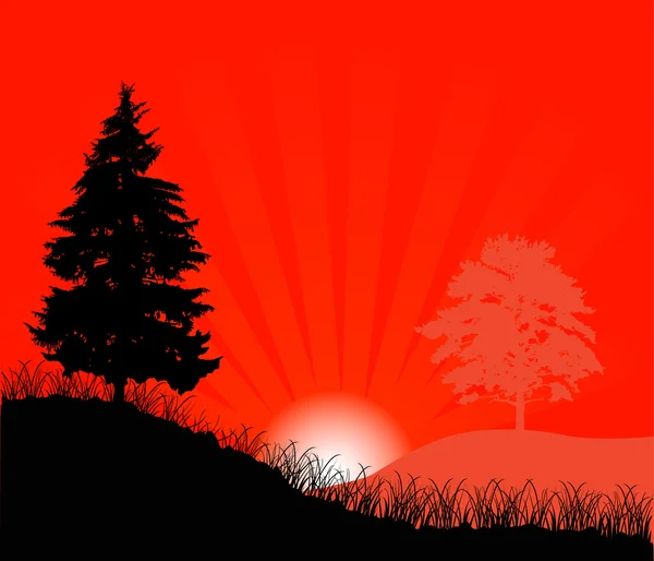 赤い日没時のモミ — ストックベクタ