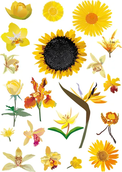 Yellow flowers collection isolated on white — Stock Vector