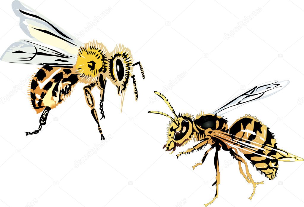 bee and wasp on white background