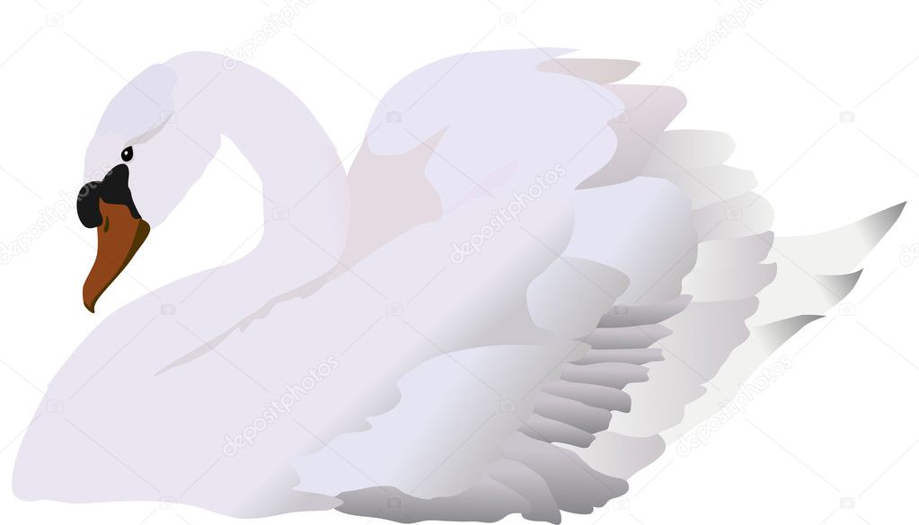 isolated white swan