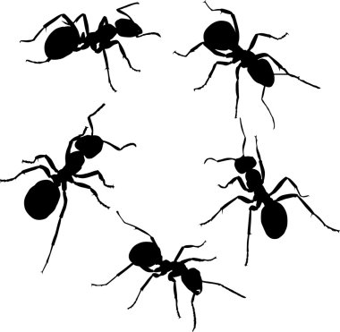 five isolated ant silhouettes clipart